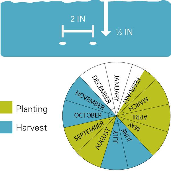 Planting depth and spacing, planting dates and harvest dates for mustard greens.